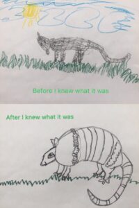 Selene Armadillo.jpg