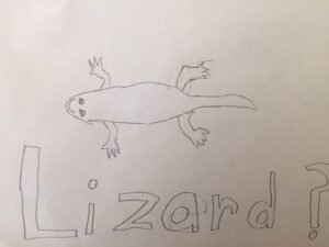 lizard.jpg